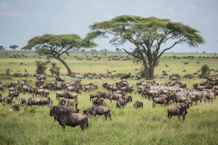Your Epic 4-Day Maasai Mara Budget Safari Awaits!