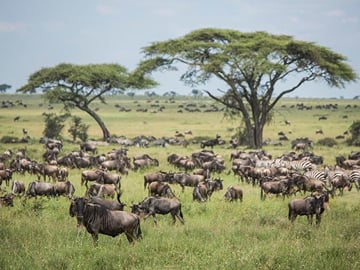 wild savannah