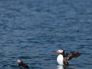 Private Jet ski tour with lunch/dinner on Viðey, photo 9