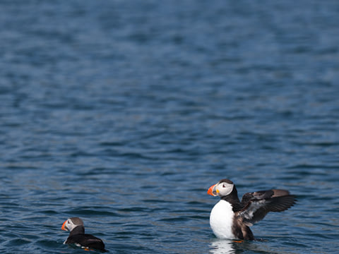 Private Jet Ski Tour to Hvammsvík Hot Springs, photo 9