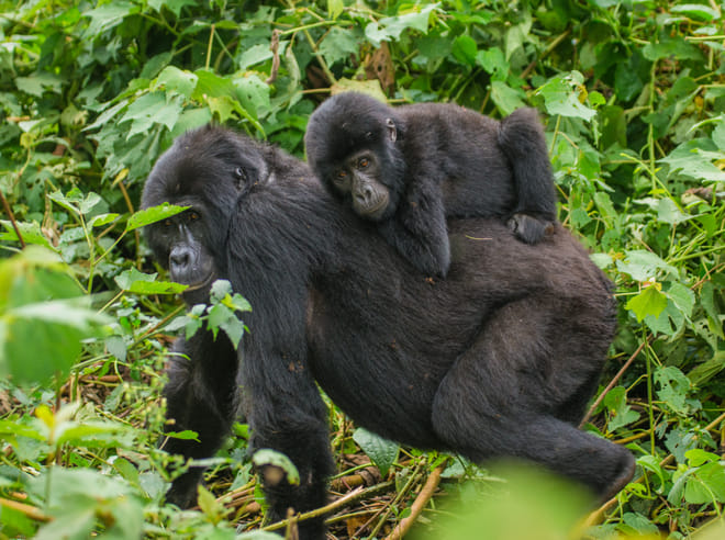 6-Day Uganda Guided Safari from Entebbe Airport photo 3