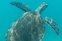 The Tulum Sea Turtle and Rays 1.5 Hours Snorkel Experience 7