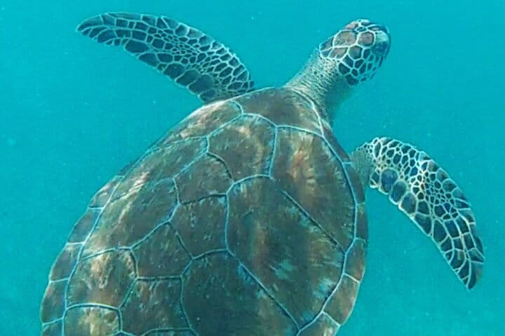 The Tulum Sea Turtle and Rays 1.5 Hours Snorkel Experience 7
