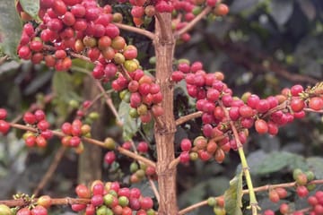 Guided Coffee Farm Tour at Fairview Estate in Kiambu