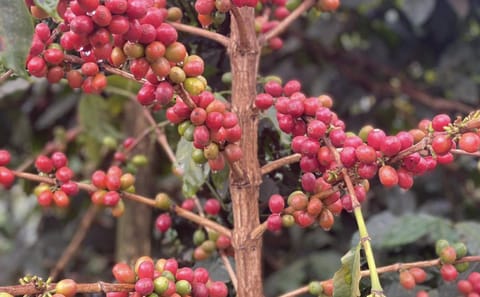 Guided Coffee Farm Tour at Fairview Estate in Kiambu