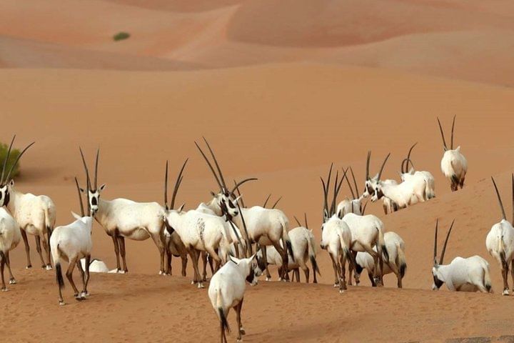 Dubai Private Sunset Desert Drive with Wildlife Experience