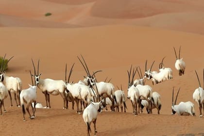 Dubai Private Sunset Desert Drive with Wildlife Experience