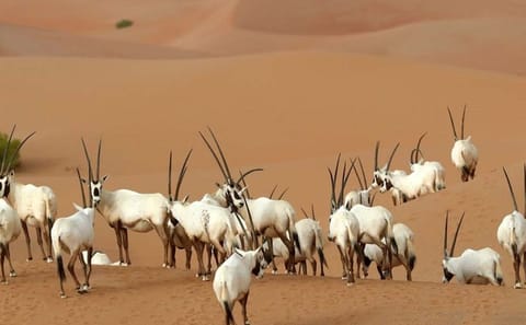 Private Sunset Desert Drive and Wildlife Experience in Dubai