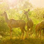 Graceful antelopes basking in the setting sun during a magical safari.