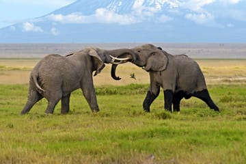5Days Affordable Wildlife Safari in Kenya