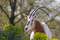 Souss Massa National Park - guided half day tour 5