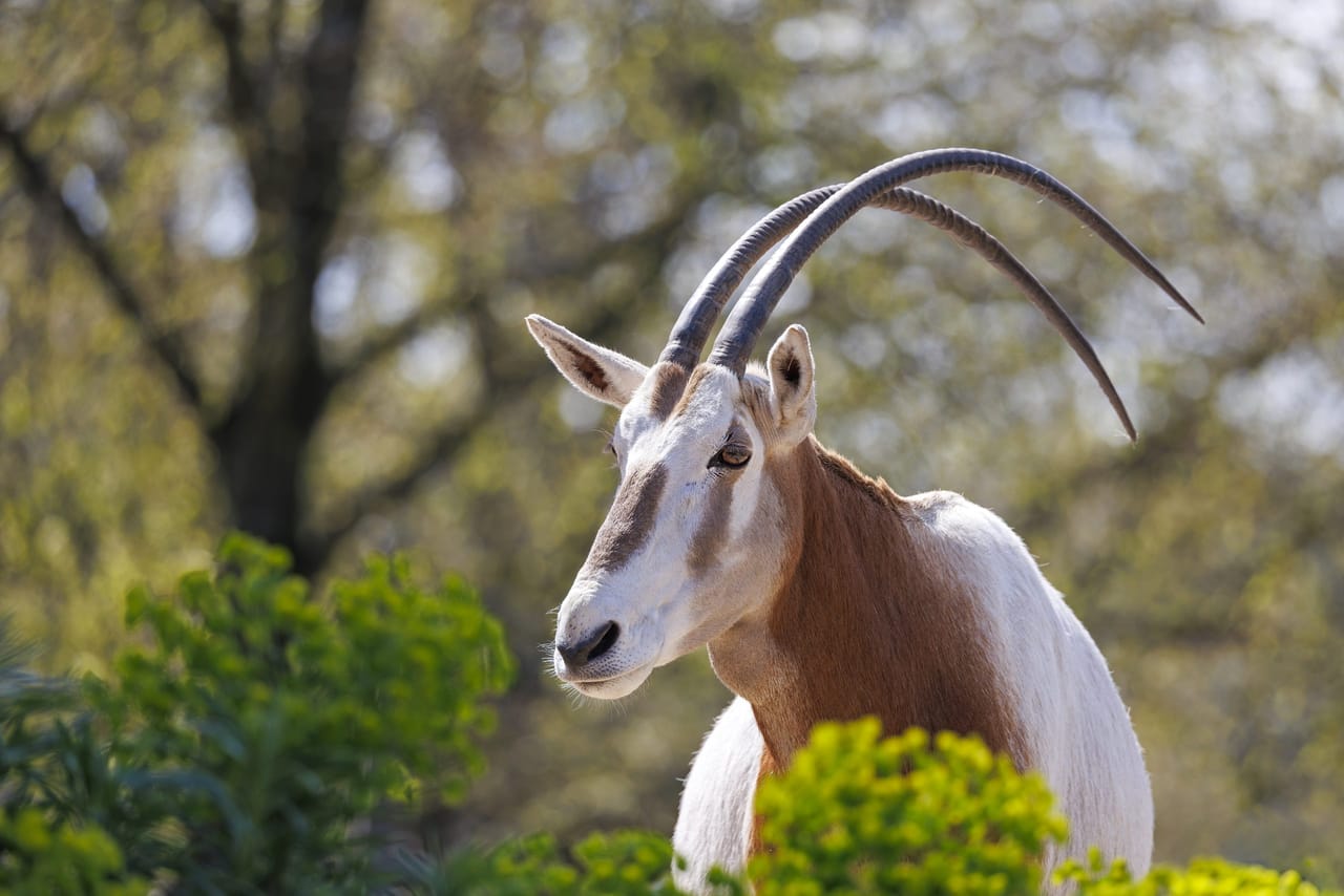 Souss Massa National Park - guided half day tour 5