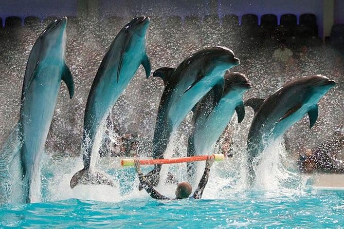 Dubai : The Dubai Dolphinarium Experience Splash into Fun!