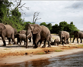 Chobe Day Trip - Chobe National Park (With Lunch Buffet) 3