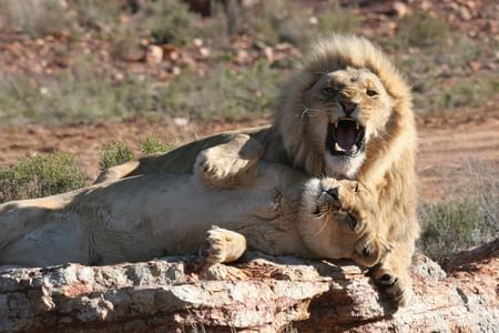 Aquila Safaris Park with Transportation and Lunch private tour