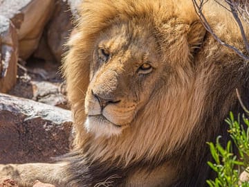 Private Aquila Game Safari with Lunch from Cape Town