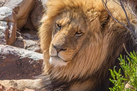 Aquila Game Safari with Transportation and Lunch private tour