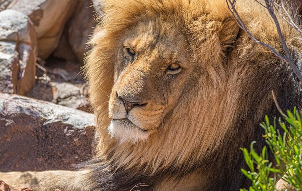 Aquila Game Safari with Transportation and Lunch private tour