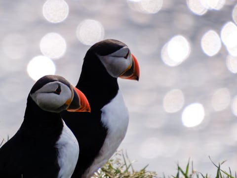 Seyðisfjörður: Puffins, Reindeer & Eastfjords Tour