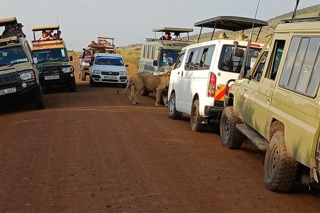 Private Nairobi Park Tour & Sheldrick or Giraffe-Free WI FI 9