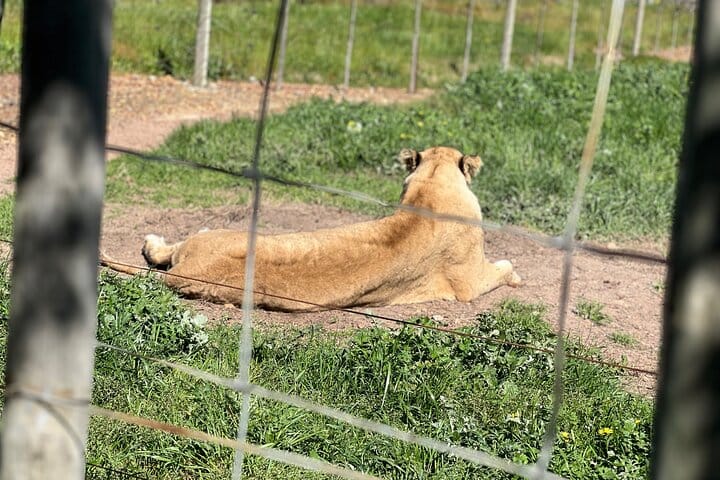 Giraffe Encounter and Lion Park with Wine Tasting in Stellenbosch