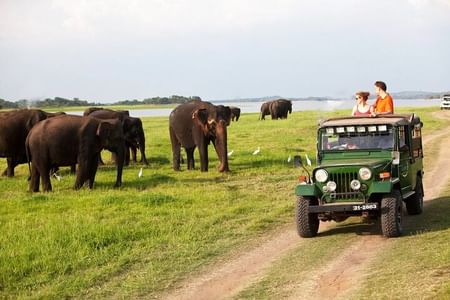 Sigiriya Rock and Minneriya Jeep Safari Adventure from Trincomalee