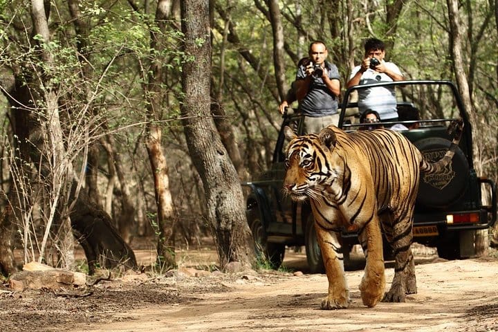 Ranthambore Wildlife Day Tour from Jaipur
