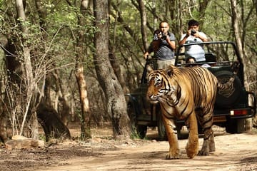 Ranthambore Wildlife Day Tour from Jaipur