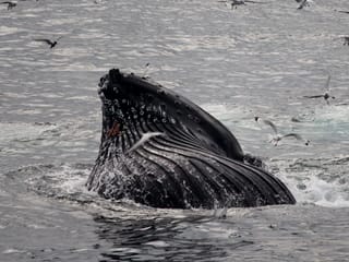 Reykjavík Classic Whale Watching , photo 23