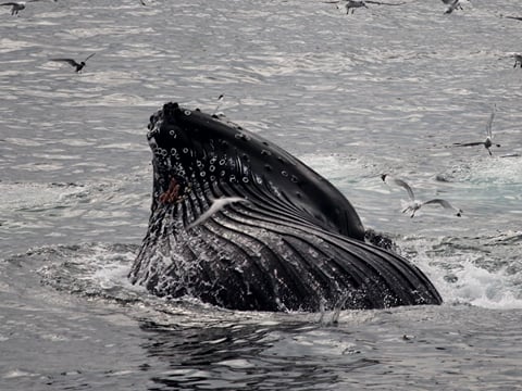 Reykjavík Classic Whale Watching , photo 23