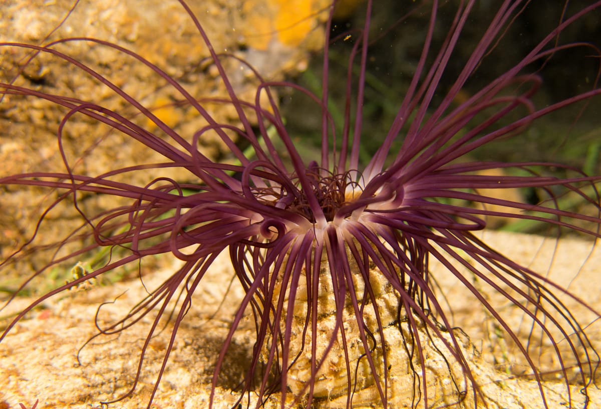 Athens Scuba Diving Experience for Certified Divers with pick up