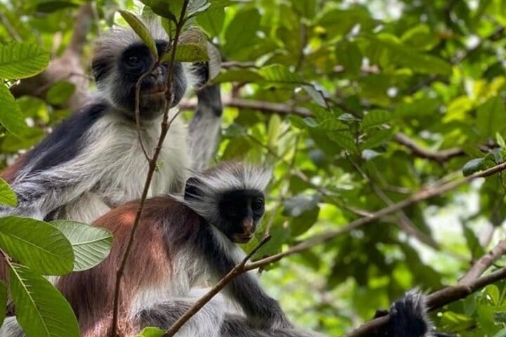 Zanzibar Jozani Forest, Kuza Cave and Blue Lagoon with Starfishes