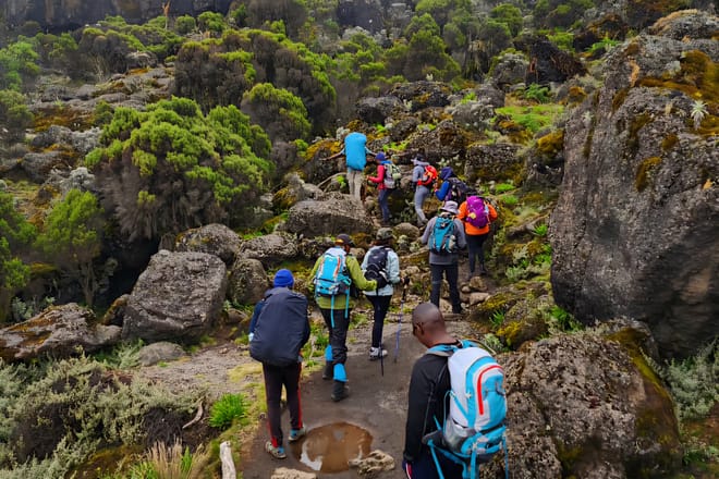 6-Day Mount Kilimanjaro Climb: Fast-Paced Machame Route Wilderness Challenge photo 5