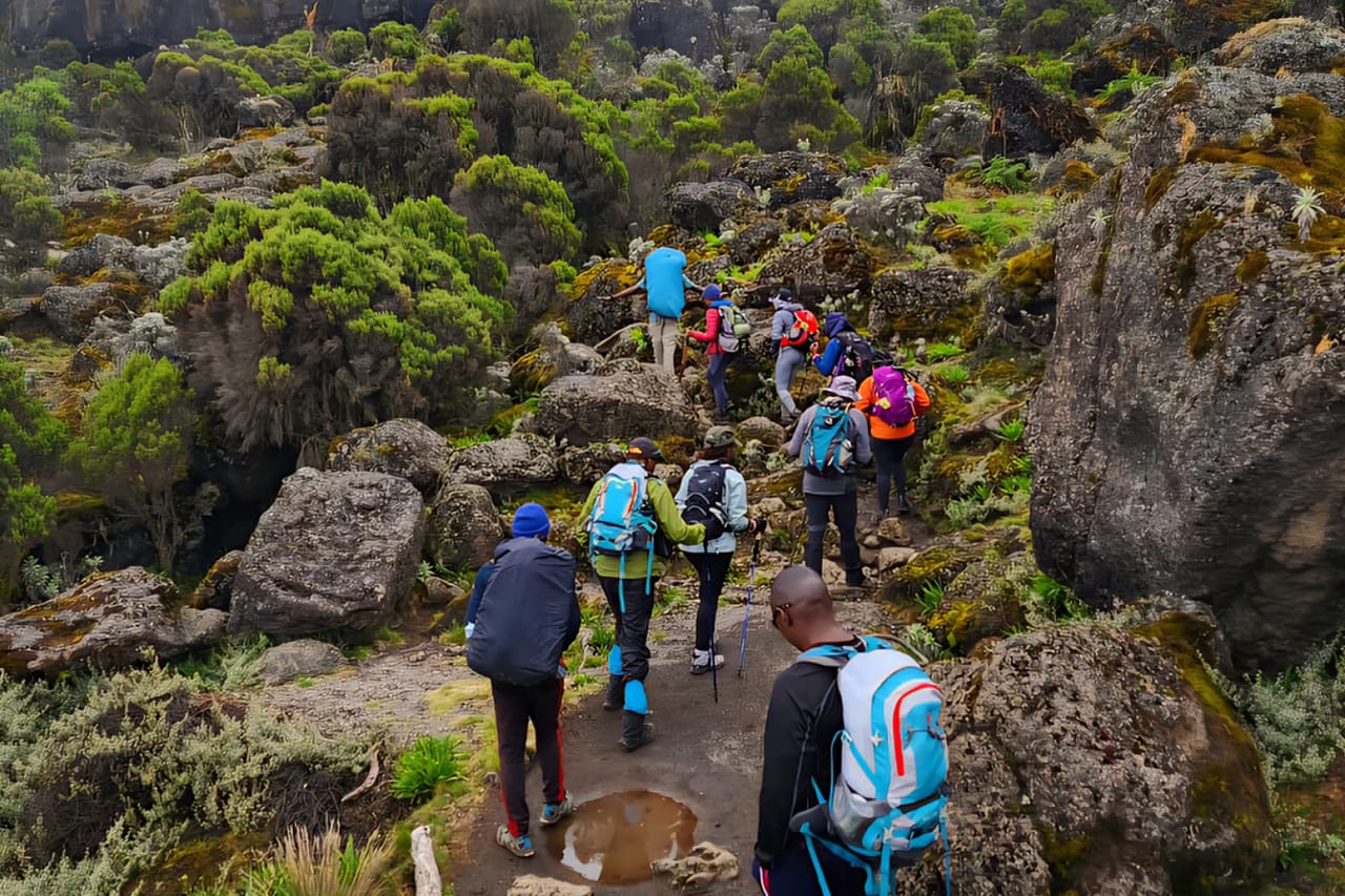 6-Day Mount Kilimanjaro Climb: Fast-Paced Machame Route Wilderness Challenge 5