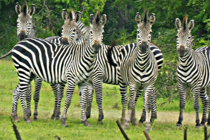 Zanzibar Swim, Snorkel & Feed Turtles at Baraka Aquarium