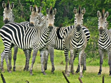 Zanzibar Holiday with Mikumi National Park Safari Day Trip