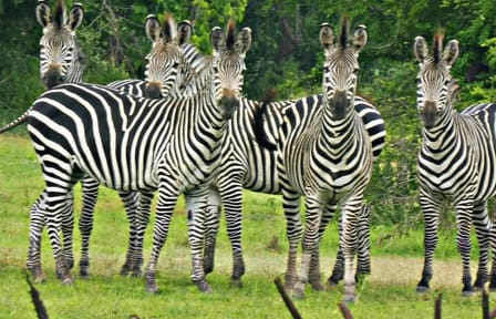 7 Days Zanzibar Holiday with Mikumi National Park Day Trip