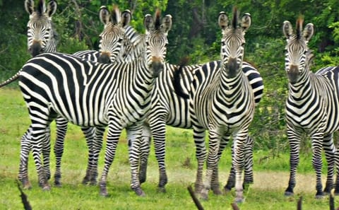 Zanzibar Holiday with Mikumi National Park Safari Day Trip