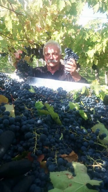 Vineyards grapes for wine Pian di Mare production