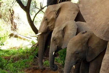 10 Days Kenya Private Luxury Wildlife Safari