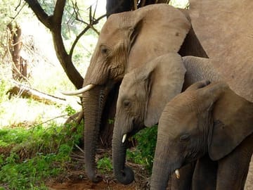 10days Luxury Kenya Safari