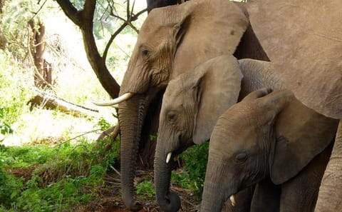 Private Luxury Wildlife Safari in Kenya for 10 Days