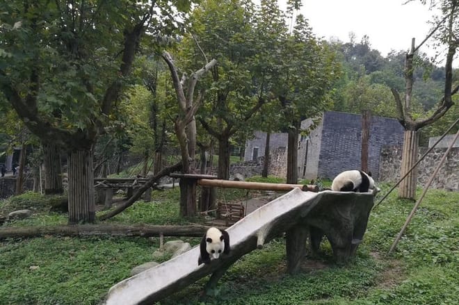 Private Day Tour to Chengdu Panda Base by Round-way Bullet Train from Xian 8