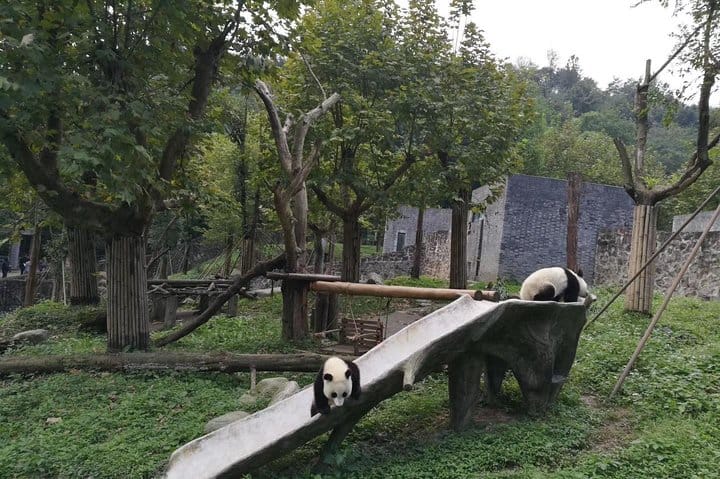 Private Day Tour to Chengdu Panda Base by Round-way Bullet Train from Xian 8