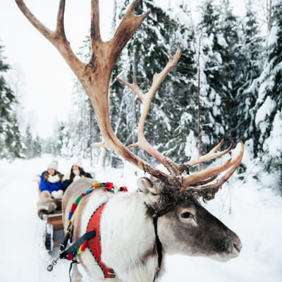 Ferme de Rennes Taava – Rennes et Traditions de Laponie Toute l’Année