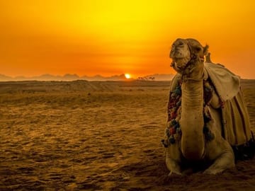 Desert Buggy and Camel Ride Adventure in Sharm El Sheikh