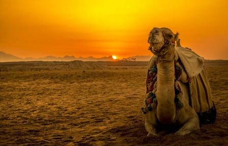 Desert Buggy and Camel Ride Adventure in Sharm El Sheikh