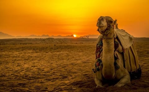 Desert Buggy and Camel Ride Adventure in Sharm El Sheikh