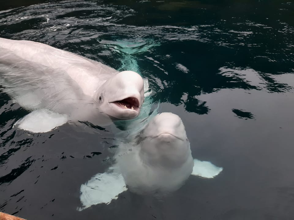 BWS Visitor Centre General Admission - Advanced Ticket — SEA LIFE TRUST Beluga Whale Sanctuary