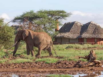 10-Day Kenya Safari with City Tours and Wildlife Adventures